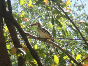 2012 Apr 09_Safari (88).JPG